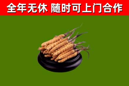 东港区回收冬虫夏草