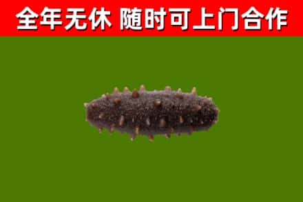 东港区回收海参干